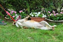 ABEL, Hund, Mischlingshund in Ungarn - Bild 5
