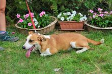 ABEL, Hund, Mischlingshund in Ungarn - Bild 6