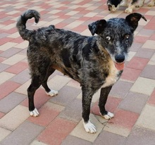 FIONA3, Hund, Mischlingshund in Ungarn - Bild 1
