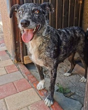 FIONA3, Hund, Mischlingshund in Ungarn - Bild 2