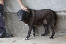 GERKO, Hund, Mischlingshund in Italien - Bild 2