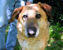 KAMARA, Hund, Deutscher Schäferhund-Mix in Italien - Bild 10
