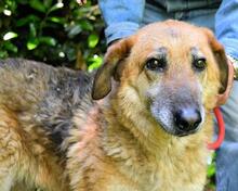 KAMARA, Hund, Deutscher Schäferhund-Mix in Italien - Bild 11