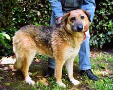 KAMARA, Hund, Deutscher Schäferhund-Mix in Italien - Bild 12