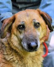 KAMARA, Hund, Deutscher Schäferhund-Mix in Italien - Bild 13