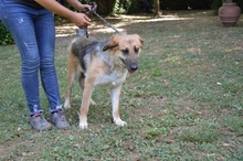 KAMARA, Hund, Deutscher Schäferhund-Mix in Italien - Bild 14