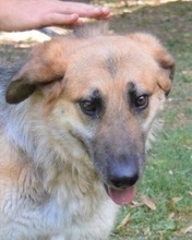 KAMARA, Hund, Deutscher Schäferhund-Mix in Italien - Bild 15