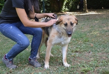KAMARA, Hund, Deutscher Schäferhund-Mix in Italien - Bild 16