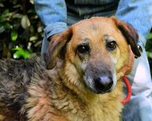KAMARA, Hund, Deutscher Schäferhund-Mix in Italien - Bild 4