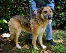 KAMARA, Hund, Deutscher Schäferhund-Mix in Italien - Bild 5