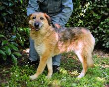 KAMARA, Hund, Deutscher Schäferhund-Mix in Italien - Bild 6
