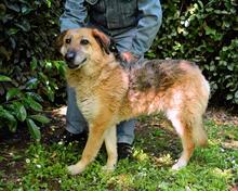KAMARA, Hund, Deutscher Schäferhund-Mix in Italien - Bild 7