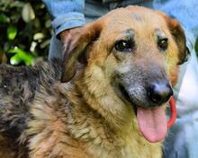 KAMARA, Hund, Deutscher Schäferhund-Mix in Italien - Bild 8