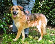 KAMARA, Hund, Deutscher Schäferhund-Mix in Italien - Bild 9