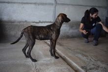 MILLIE, Hund, Mischlingshund in Italien - Bild 3