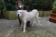 NEEKO, Hund, Labrador-Maremmano-Mix in Italien - Bild 3
