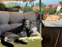 DJANGO, Hund, Mischlingshund in Geiselwind - Bild 1