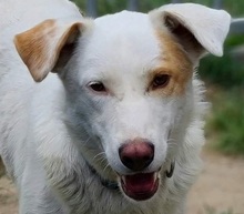 ASTERIX, Hund, Mischlingshund in Slowakische Republik - Bild 1