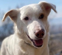 ASTERIX, Hund, Mischlingshund in Slowakische Republik - Bild 14