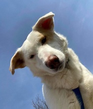 ASTERIX, Hund, Mischlingshund in Slowakische Republik - Bild 15
