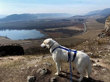 ASTERIX, Hund, Mischlingshund in Slowakische Republik - Bild 16