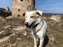 ASTERIX, Hund, Mischlingshund in Slowakische Republik - Bild 17