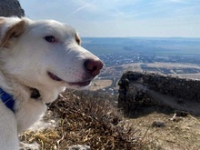 ASTERIX, Hund, Mischlingshund in Slowakische Republik - Bild 20
