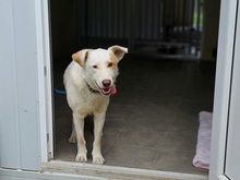 ASTERIX, Hund, Mischlingshund in Slowakische Republik - Bild 24