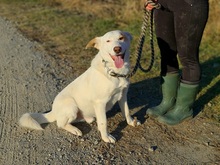 ASTERIX, Hund, Mischlingshund in Slowakische Republik - Bild 25