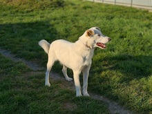 ASTERIX, Hund, Mischlingshund in Slowakische Republik - Bild 26