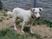 ASTERIX, Hund, Mischlingshund in Slowakische Republik - Bild 3
