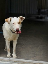 ASTERIX, Hund, Mischlingshund in Slowakische Republik - Bild 6