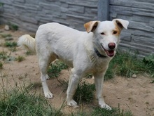 ASTERIX, Hund, Mischlingshund in Slowakische Republik - Bild 7