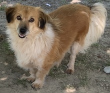CHONDROULIS, Hund, Mischlingshund in Griechenland - Bild 2