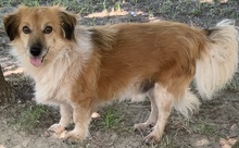 CHONDROULIS, Hund, Mischlingshund in Griechenland - Bild 4