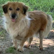 CHONDROULIS, Hund, Mischlingshund in Griechenland - Bild 5