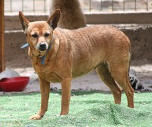 DILARA, Hund, Mischlingshund in Spanien - Bild 1