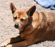 DILARA, Hund, Mischlingshund in Spanien - Bild 2