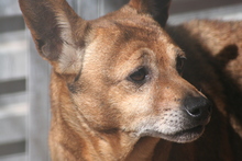 DILARA, Hund, Mischlingshund in Spanien - Bild 4