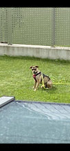 KIMBA, Hund, Mischlingshund in Erfurt - Bild 30