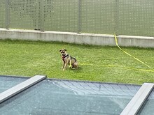 KIMBA, Hund, Mischlingshund in Erfurt - Bild 31
