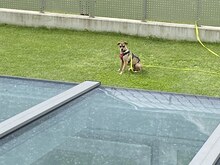 KIMBA, Hund, Mischlingshund in Erfurt - Bild 32