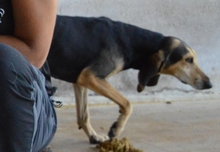 SMOUCHIE, Hund, Segugio Español in Italien - Bild 2