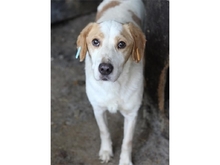 BILL, Hund, Mischlingshund in Rumänien - Bild 1