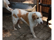 BILL, Hund, Mischlingshund in Rumänien - Bild 2
