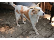 BILL, Hund, Mischlingshund in Rumänien - Bild 3