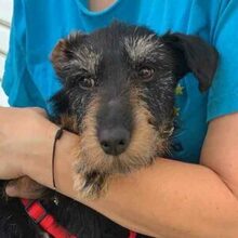 TRISTANA, Hund, Jagdterrier-Mix in Waldfeucht - Bild 1