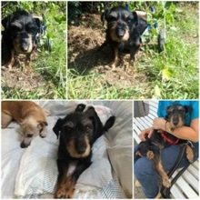 TRISTANA, Hund, Jagdterrier-Mix in Waldfeucht - Bild 7