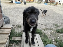 SUMMER, Hund, Mischlingshund in Rumänien - Bild 12