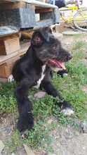SUMMER, Hund, Mischlingshund in Rumänien - Bild 16